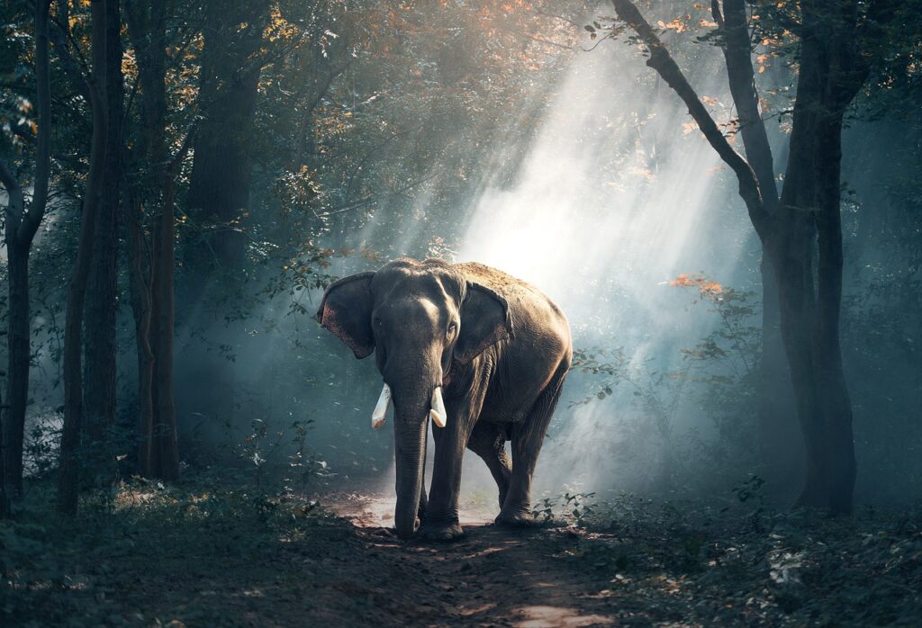 Fotografía de animales - Nuestros consejos para conseguir buenas fotos