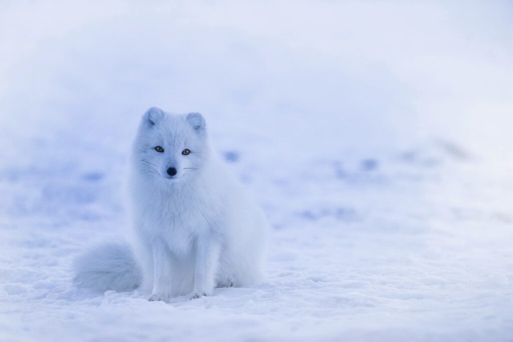 foto animaliere