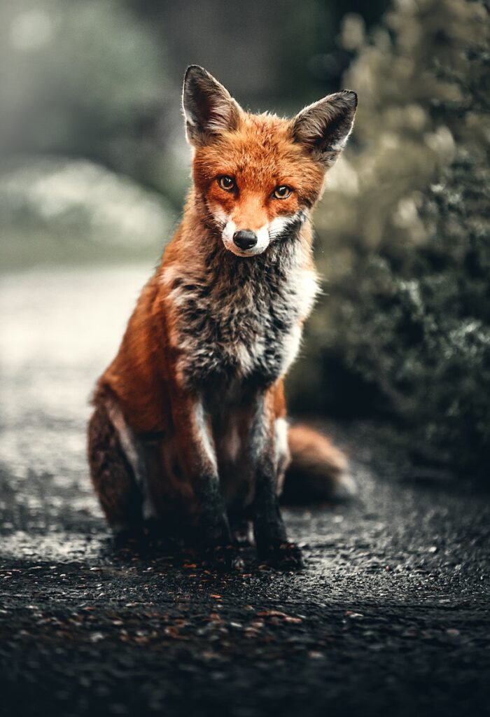 foto animaliere